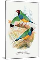 Gouldian Finch-Arthur G. Butler-Mounted Art Print