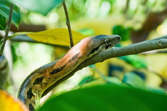 Acrantophis Python Boa, Acrantophis madagascariensis, Strict Nature Reserve of Lokobe ...