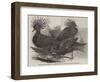 Goura Victoria Pigeons, to Be Exhibited at the Poultry Show, Bazaar, Baker-Street-null-Framed Giclee Print