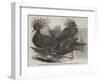 Goura Victoria Pigeons, to Be Exhibited at the Poultry Show, Bazaar, Baker-Street-null-Framed Giclee Print