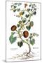 Gourd, 1735-Elizabeth Blackwell-Mounted Giclee Print