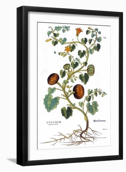 Gourd, 1735-Elizabeth Blackwell-Framed Giclee Print