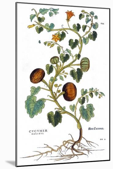 Gourd, 1735-Elizabeth Blackwell-Mounted Giclee Print