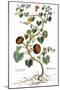 Gourd, 1735-Elizabeth Blackwell-Mounted Giclee Print