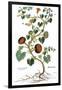 Gourd, 1735-Elizabeth Blackwell-Framed Giclee Print