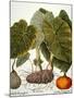 Gourd, Taro, & Pumpkin-null-Mounted Giclee Print