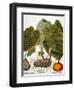 Gourd, Taro, & Pumpkin-null-Framed Giclee Print