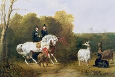 Queen Victoria (1819-1901) and Prince Albert (1819-61) Viewing the Llamas in the House Park,…-Gourlay Steel-Framed Stretched Canvas