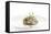 Gourmet Plate-Fabio Petroni-Framed Stretched Canvas