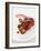 Gourmet Plate-Fabio Petroni-Framed Photographic Print