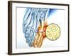 Gout-John Bavosi-Framed Photographic Print