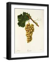 Gouveio Grape-J. Troncy-Framed Giclee Print