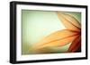 Grace-Carolyn Cochrane-Framed Photographic Print