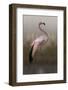 Grace-Krystina Wisniowska-Framed Photographic Print