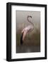 Grace-Krystina Wisniowska-Framed Photographic Print