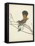 Graceful Birds II-Vision Studio-Framed Stretched Canvas