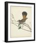 Graceful Birds II-Vision Studio-Framed Art Print