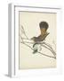 Graceful Birds II-Vision Studio-Framed Art Print