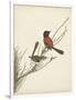 Graceful Birds III-Vision Studio-Framed Art Print