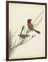 Graceful Birds III-Vision Studio-Framed Art Print