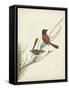 Graceful Birds III-Vision Studio-Framed Stretched Canvas