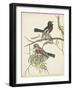 Graceful Birds IV-Vision Studio-Framed Art Print