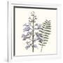 Graceful Botanical III-Vision Studio-Framed Art Print