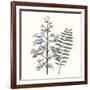 Graceful Botanical III-Vision Studio-Framed Art Print