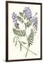 Graceful Botanical V-Vision Studio-Framed Art Print