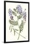 Graceful Botanical V-Vision Studio-Framed Art Print