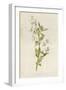 Graceful Deutzia-Frederick Edward Hulme-Framed Giclee Print