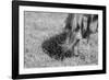 Graceful Grazing-Andrew Geiger-Framed Giclee Print