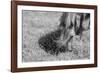 Graceful Grazing-Andrew Geiger-Framed Giclee Print