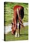 Graceful Grazing-Dorothy Berry-Lound-Stretched Canvas