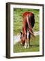 Graceful Grazing-Dorothy Berry-Lound-Framed Giclee Print