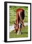 Graceful Grazing-Dorothy Berry-Lound-Framed Giclee Print