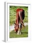 Graceful Grazing-Dorothy Berry-Lound-Framed Giclee Print