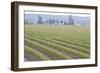 Graceful Greens II-Dana Styber-Framed Photographic Print