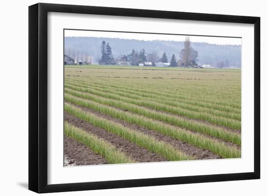 Graceful Greens II-Dana Styber-Framed Photographic Print