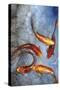 Graceful Koi I-Tim O'toole-Stretched Canvas