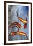 Graceful Koi I-Tim O'toole-Framed Art Print