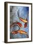 Graceful Koi I-Tim O'toole-Framed Art Print