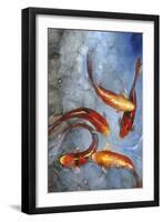 Graceful Koi I-Tim O'toole-Framed Art Print