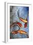 Graceful Koi I-Tim O'toole-Framed Art Print