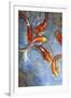 Graceful Koi II-Tim O'toole-Framed Art Print