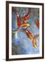 Graceful Koi II-Tim O'toole-Framed Art Print