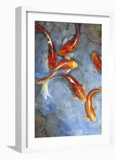 Graceful Koi II-Tim O'toole-Framed Art Print