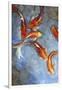 Graceful Koi II-Tim O'toole-Framed Art Print