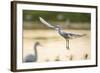 Graceful Landing-Staffan Widstrand-Framed Giclee Print