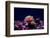 Graceful Majano Anemone (Anemonia Gracilis)-vojce-Framed Photographic Print